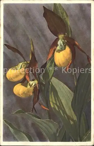 Blumen Frauenschuh Cypripedium calceolus  Kat. Pflanzen