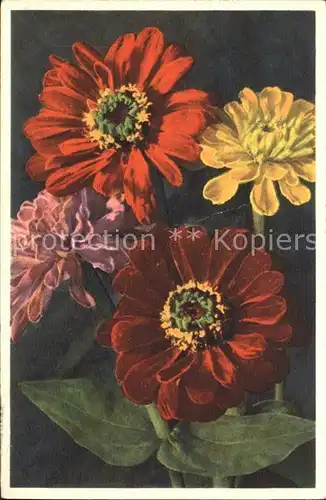 Blumen Zinnie Zinnia elegans Kat. Pflanzen