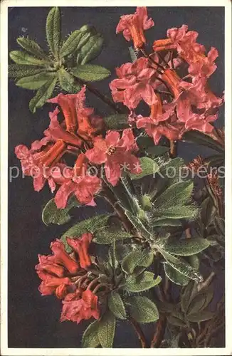 Blumen Bewimperte Alpenrose Rhododendron hirsutum Kat. Pflanzen
