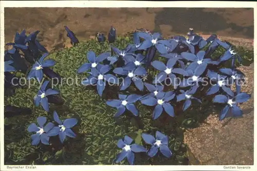 Blumen Bayrischer Enzian Gentian bavarois Kat. Pflanzen