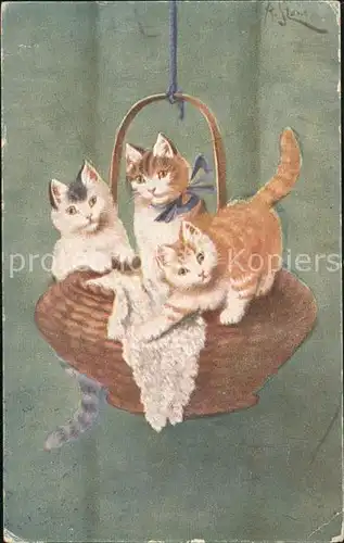 Katzen  Kat. Tiere