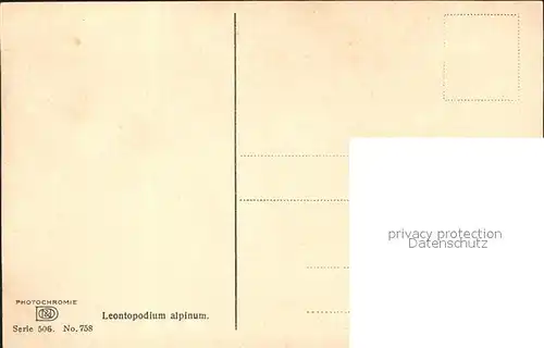 Verlag Photochromie Nr. 758 Serie 506 Edelweiss Leontopodium alpinum Kat. Verlage