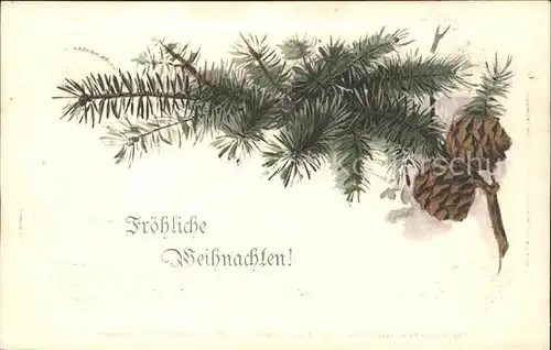 Tannenzapfen Weihnachten  Kat. Pflanzen