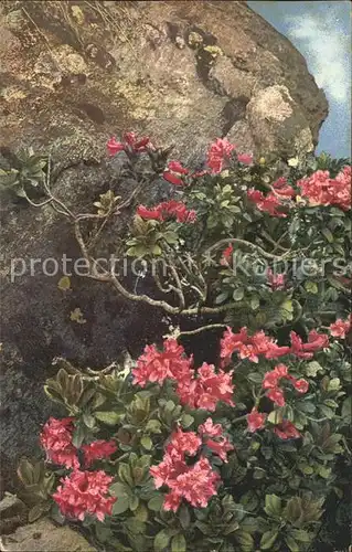 Blumen Rhododendron ferrugineum Rostblaettrige Alpenrose Kat. Pflanzen