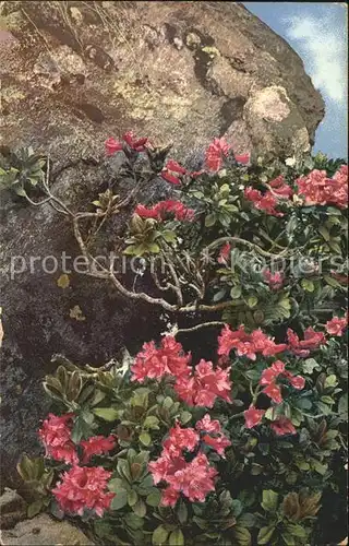 Blumen Rhododendron ferrugineum Rostblaettrige Alpenrose Kat. Pflanzen