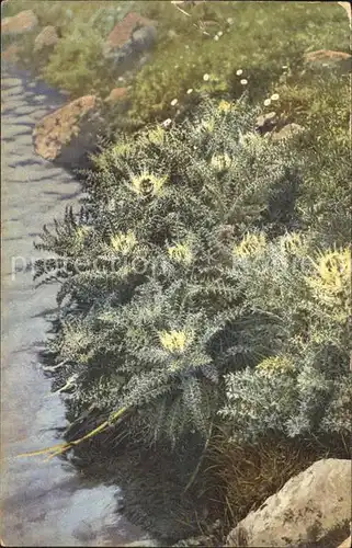 Pflanzen Cirsium spinosissimum Alpen Kratzdistel Kat. Pflanzen
