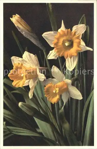Blumen Narzissen Narcissus Pseudonarcissus Foto E. Gyger Nr. 1660 Kat. Pflanzen