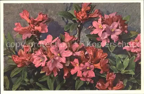 Blumen Rhododendron ferrugineum Rostblaettrige Alpenrose  Kat. Pflanzen