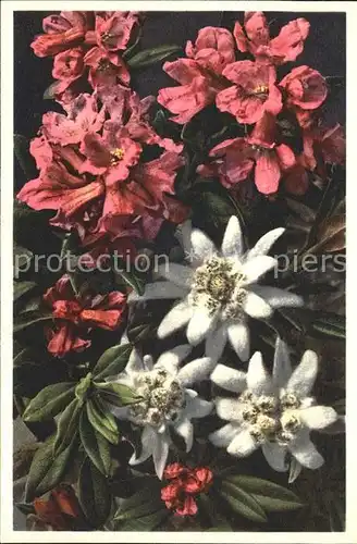 Edelweiss Rostblaettrige Alpenrose Foto E. Gyger Nr. 1718 Kat. Pflanzen