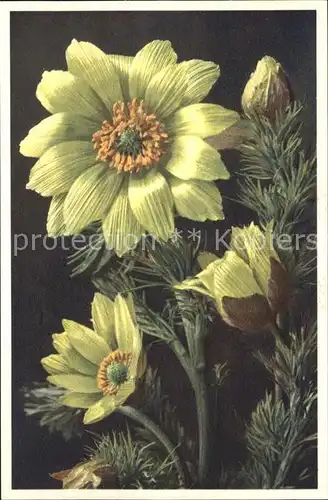 Blumen Fruehlings Adonisroeschen Adonis vernalis Foto E. Gyger Nr. 1466 Kat. Pflanzen