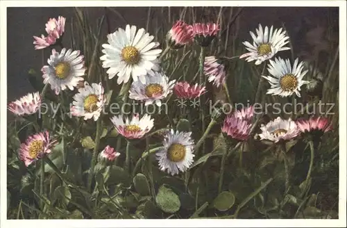 Blumen Gaensebluemchen Bellis perennis Foto E. Gyger Nr. 1254 Kat. Pflanzen