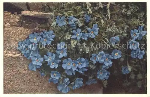 Blumen Himmelsherold Eritrichium nanum Foto E. Gyger Nr. 1395 Kat. Pflanzen