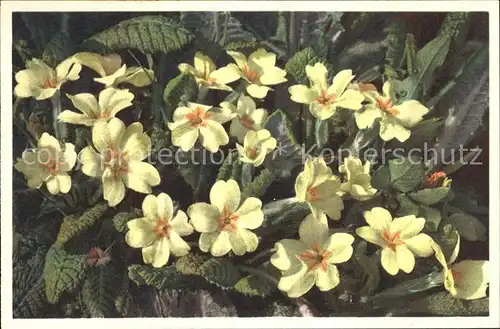 Blumen Primula vulgaris Staengellose Schluesselblume Foto E. Gyger Nr. 2310 Kat. Pflanzen