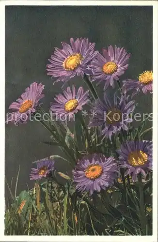 Blumen Alpen Aster Aster alpinus Foto E. Gyger Nr. 1021 Kat. Pflanzen