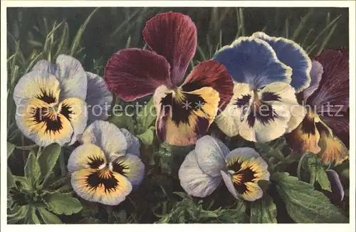 Blumen Stiefmuetterchen Viola tricolor Foto E. Gyger Nr. 1080 Kat. Pflanzen