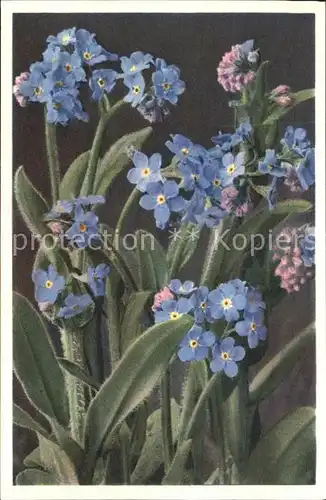 Blumen Alpen Vergissmeinnicht Myosotis alpestris Foto E. Gyger Nr. 1644 Kat. Pflanzen