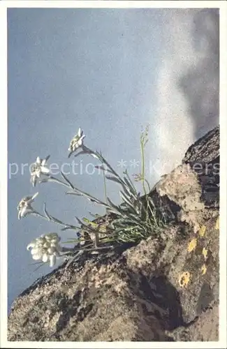 Edelweiss Leontopodium alpinum Foto E. Gyger Nr. 254 Kat. Pflanzen