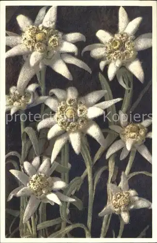 Edelweiss Leontopodium alpinum Foto E. Gyger Nr. 1702 Kat. Pflanzen