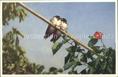 Voegel Rauchschwalben Hirondelles Foto E. Gyger Nr. 3009 Kat. Tiere