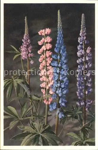 Blumen Garten Lupine Lupinus Polyphyllus Foto E. Gyger Nr. 290 Kat. Pflanzen