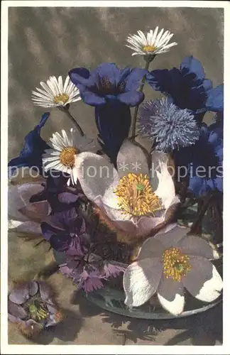 Blumen Fruehlings Kuhschelle Enzian Margeriten Foto E. Gyger Nr. 1598 Kat. Pflanzen