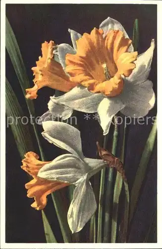 Blumen Narcissus Pseudonarcissus Gelbe Narzisse Foto E. Gyger Nr. 1005 Kat. Pflanzen