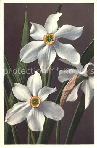 Blumen Narcissus poeticus Dichter Narzisse Foto E. Gyger Nr. 1752 Kat. Pflanzen