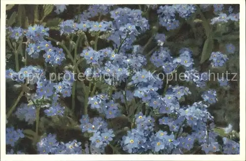 Blumen Alpen Vergissmeinnicht Myosotis alpestris Foto E. Gyger Nr. 190 Kat. Pflanzen