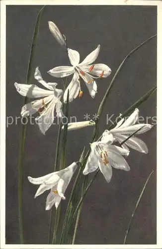 Blumen Paradisia liliastrum Alpenlilie Foto E. Gyger Nr. 1755 Kat. Pflanzen