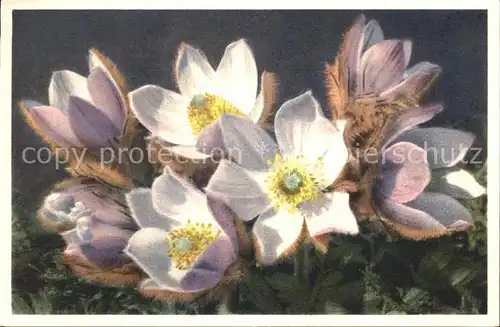 Blumen Anemone vernalis Fruehlings Anemone Foto E. Gyger Nr. 1857 Kat. Pflanzen