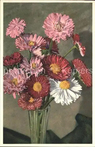 Blumen Garten Massliebchen Bellis perennis Foto E. Gyger Nr. 2714 Kat. Pflanzen