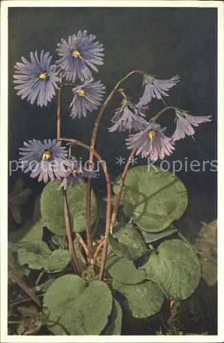 Blumen Soldanella alpinus Alpen Soldanelle Foto E. Gyger Nr. 1489 Kat. Pflanzen