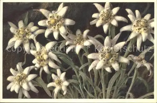 Edelweiss Leontopodium alpinum Foto E. Gyger Nr. 1795 Kat. Pflanzen