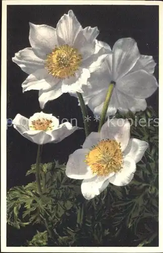 Blumen Alpen Windroeschen Monte Baldo Anemone Foto E. Gyger Nr. 1701 Kat. Pflanzen