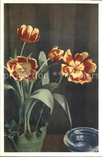 Blumen Tulpen Tulipa hybrida Foto E. Gyger Nr. 310 Kat. Pflanzen