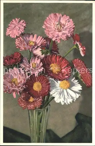 Blumen Garten Massliebchen Bellis prennis Foto E. Gyger Nr. 2714 Kat. Pflanzen