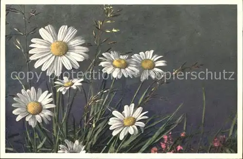 Blumen Wucherblume Chrysanthemum Leucanthemum Foto E. Gyger Nr. 2278 Kat. Pflanzen