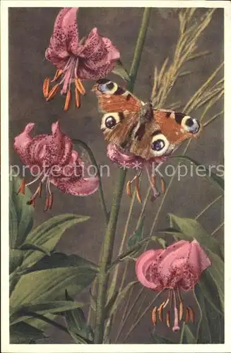 Schmetterlinge Tagpfauenauge Tuerkenbund Foto E. Gyger Nr. 3098 Kat. Tiere