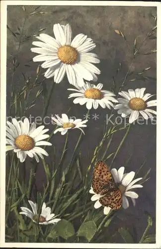 Schmetterlinge Mondperlmutterfalter Wucherblume Foto E. Gyger Nr. 2812 Kat. Tiere