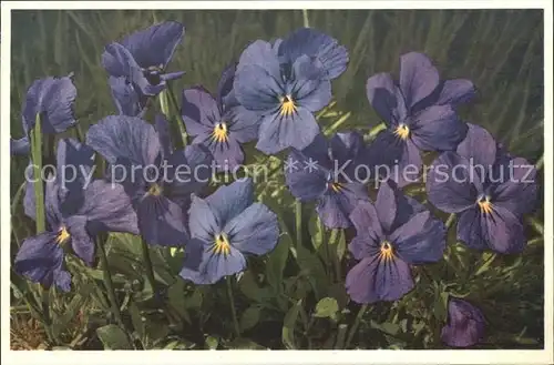 Blumen Langsporniges Veilchen Viola calcarata Foto E. Gyger Nr. 1666 Kat. Pflanzen