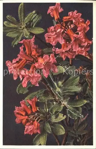 Blumen Rhododendron hirsutum Bewimperte Alpenrose Kat. Pflanzen