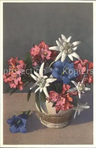 Blumen Edelweiss Alpenrosen Enzian Foto E. Gyger Nr. 2515 Kat. Pflanzen