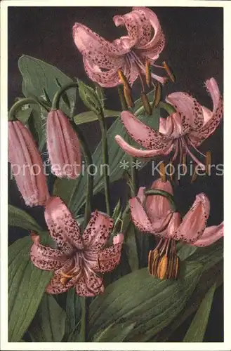 Blumen Tuerkenbund Lilium Martagon Foto E. Gyger Nr. 1803 Kat. Pflanzen