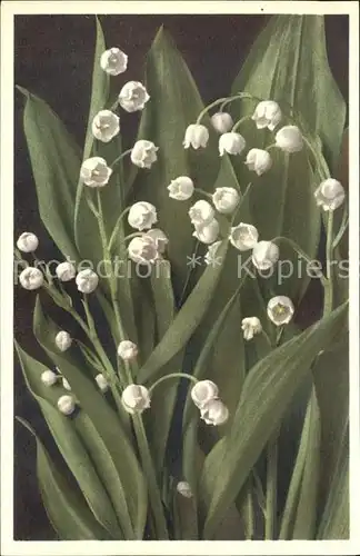 Maigloeckchen Foto E. Gyger Nr. 1319 Kat. Pflanzen