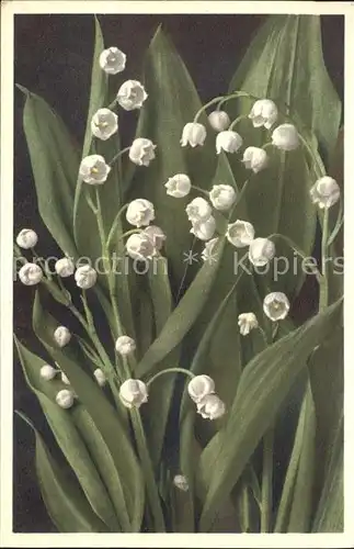 Maigloeckchen Foto E. Gyger Nr. 1319 Convallaria majalis Kat. Pflanzen