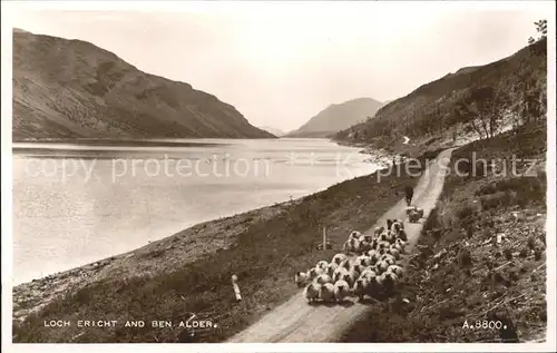 Schafe Hirte Loch Ericht Ben Alder  Kat. Tiere