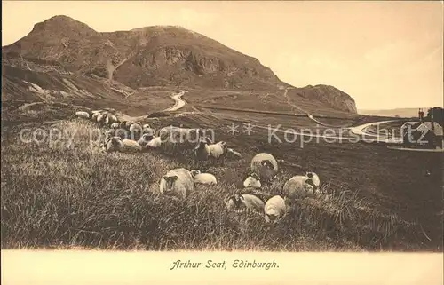 Schafe Arthur Seat Edinburgh Kat. Tiere