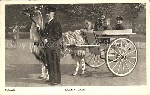 Tiere Lama Llama Zoowaerter Wagen Kinder  Kat. Tiere