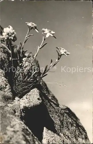 Edelweiss Leotopodium alpinum / Pflanzen /