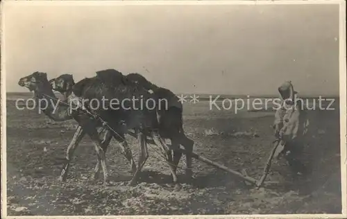 Kamele Landwirtschaft Marokko Pfluegen / Tiere /